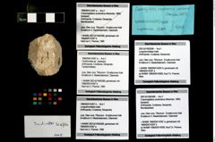 Foto (Objekt + Etikett) von Longodromitidae indet.  (NHMW-GEO-1990-0041-4397b)